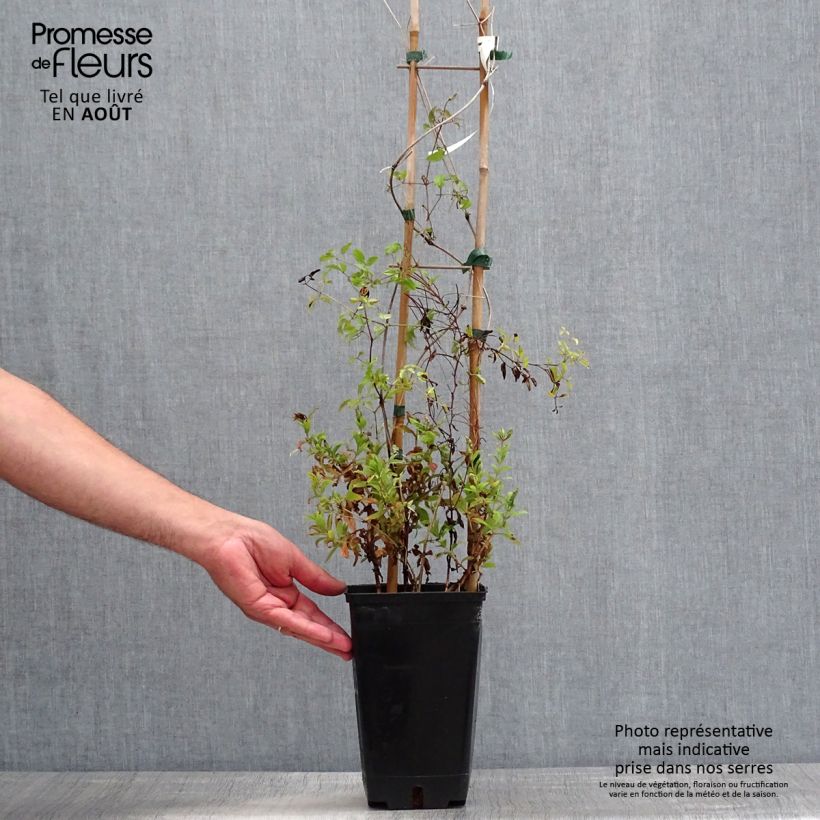 Amostra de Clematis viticella Krakowiak Vaso de 3 L/4 L tal como entregue no verão