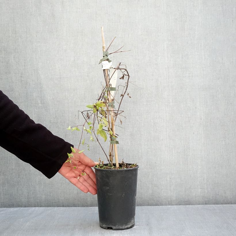 Amostra de Clematis viticella Little Nell Vaso de 2 L/3 L tal como entregue no outono