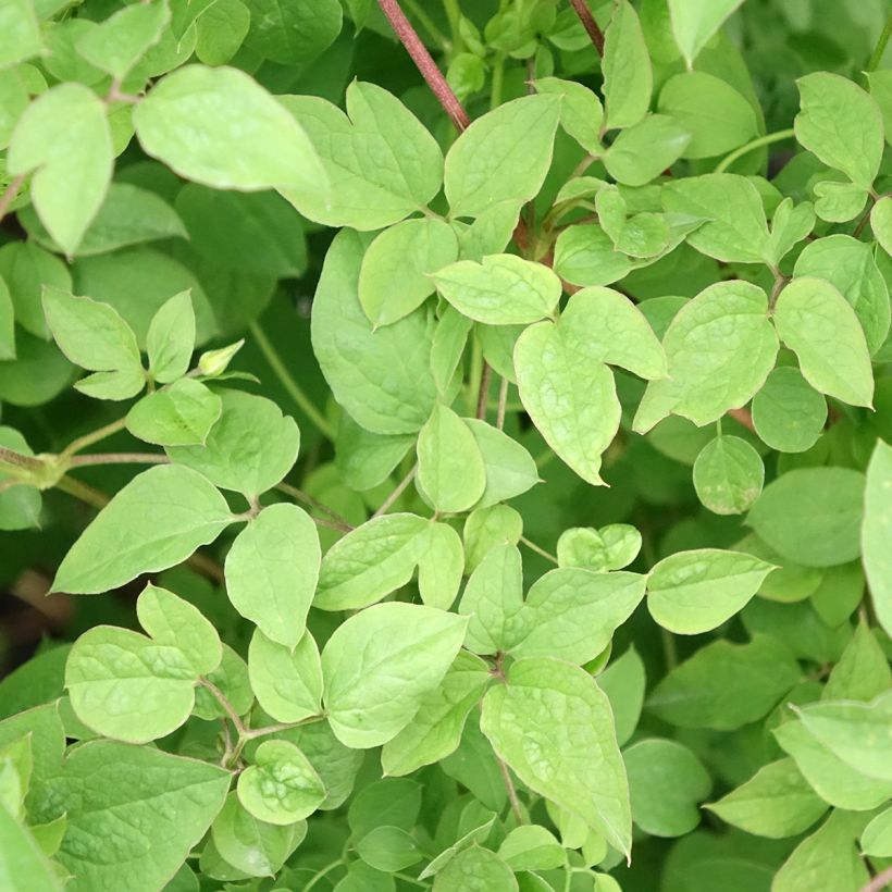 Clematis viticella Maria Cornelia (Folhagem)