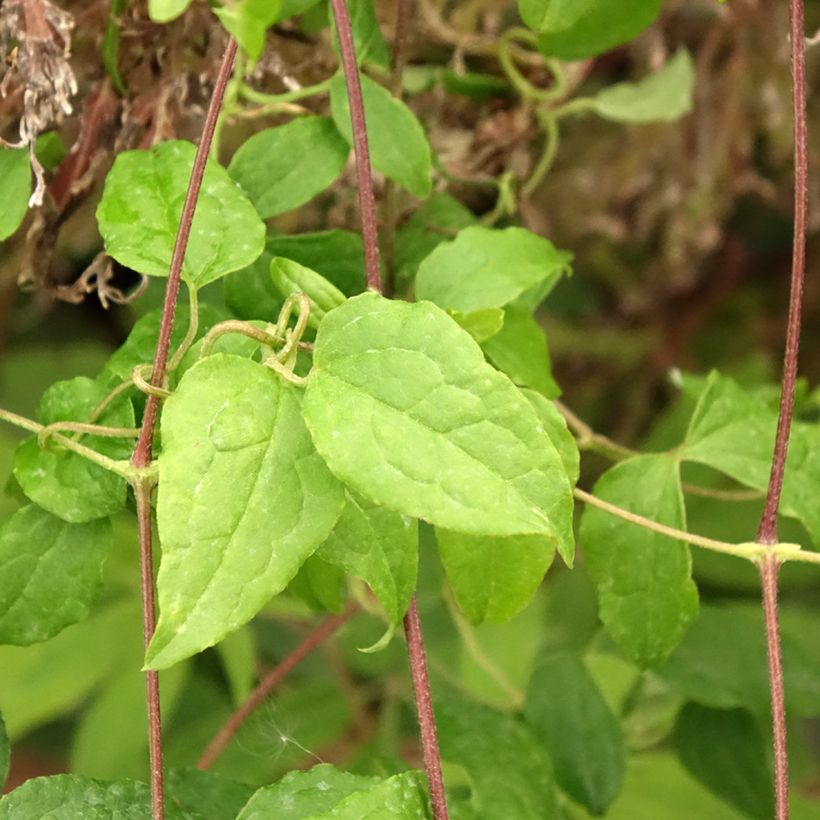 Clematis viticella Mme Julia Correvon (Folhagem)