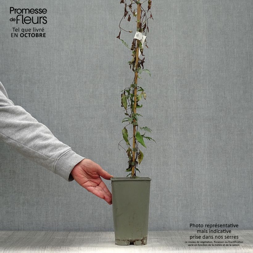 Amostra de Clématite - Clematis viticella Panther Pot de 2L/3L tal como entregue no outono