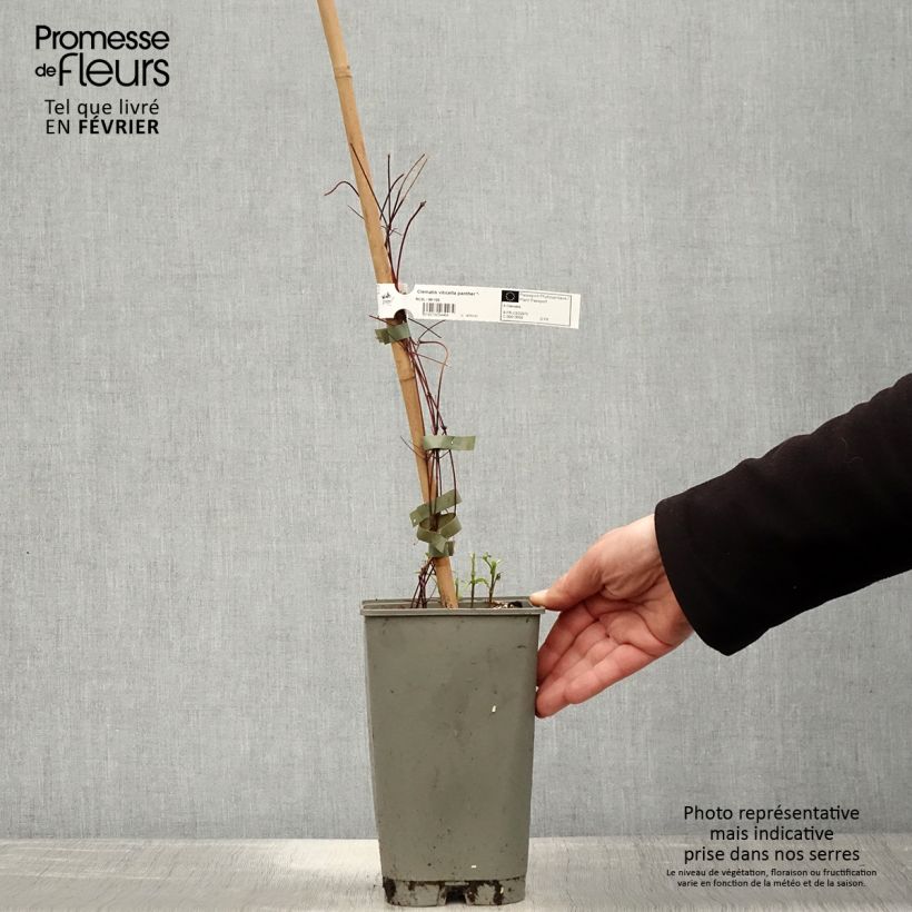 Amostra de Clématite - Clematis viticella Panther Vaso de 2 L/3 L tal como entregue no inverno