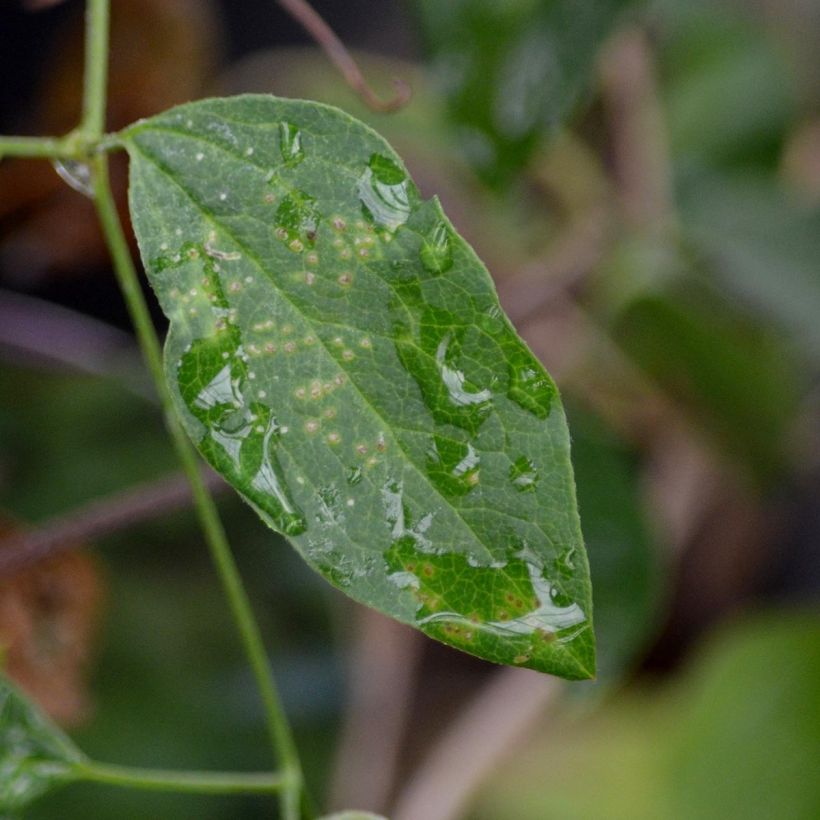 Clematis viticella Queen Mother (Folhagem)
