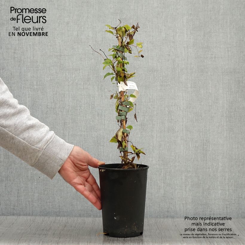 Amostra de Clematis viticella Queen Mother Vaso de 2 L/3 L tal como entregue no outono