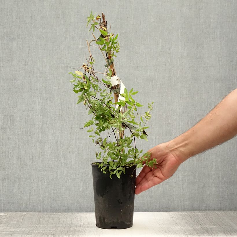 Amostra de Clematis viticella Rosalyn Vaso de 2 L/3 L tal como entregue no verão