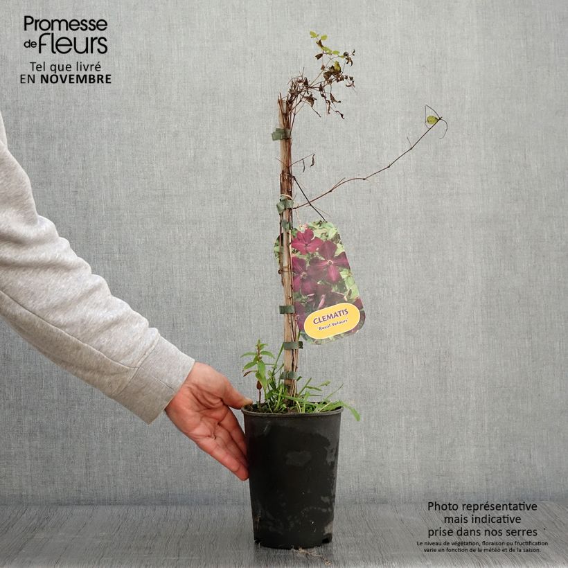 Amostra de Clematis viticella Royal Velours Vaso de 2 L/3 L tal como entregue no outono