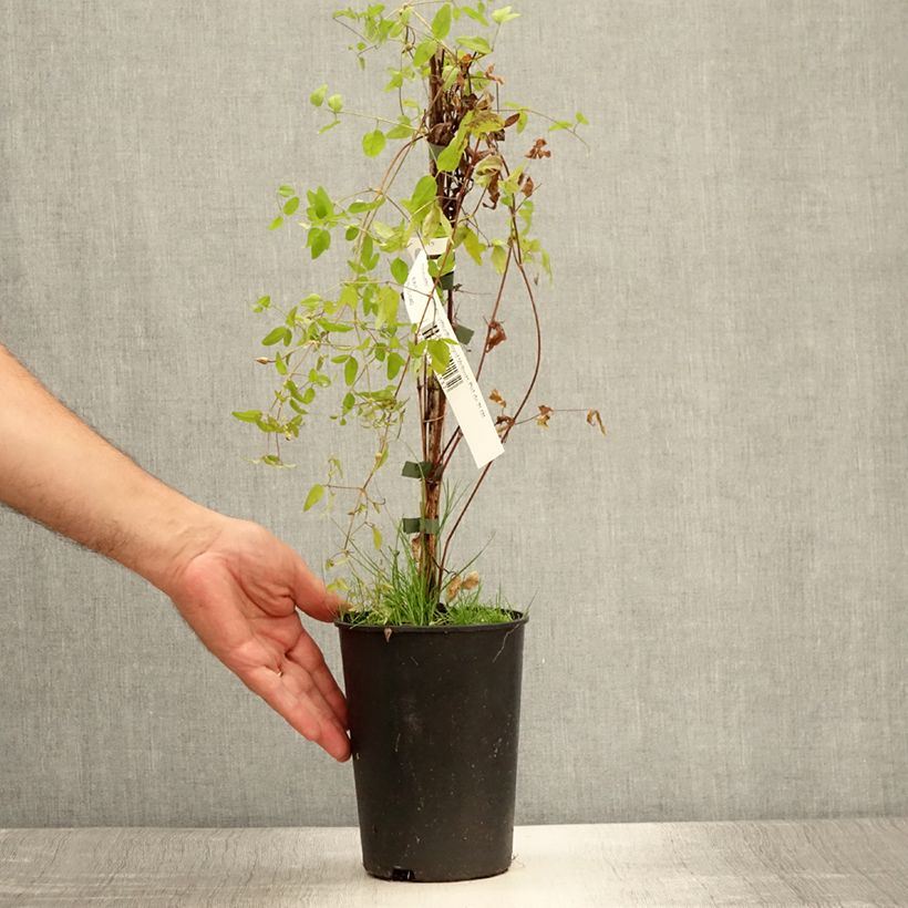 Amostra de Clematis viticella Royal Velours Vaso de 2 L/3 L tal como entregue no verão