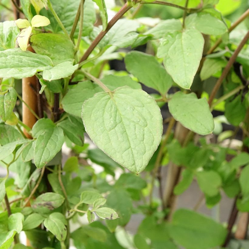 Clematis viticella Rubra (Folhagem)