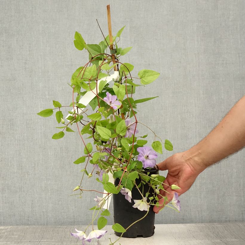 Amostra de Clematis Sea Breeze Vaso de 2 L/3 L tal como entregue no verão
