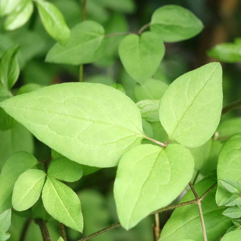 Clematis viticella Welcome Home - Clematite (Folhagem)