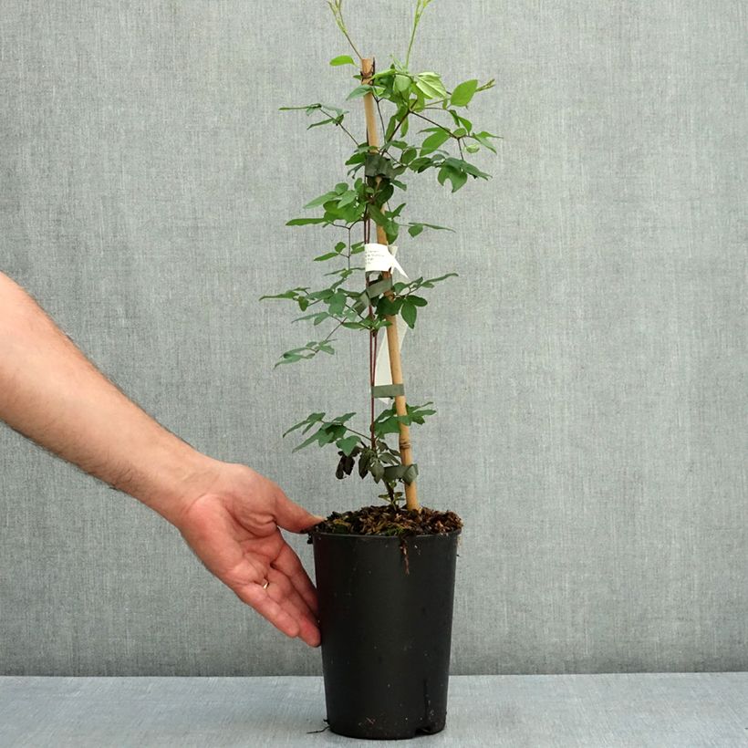 Amostra de Clematis viticella Welcome Home - Clematite Vaso de 2 L/3 L tal como entregue no verão