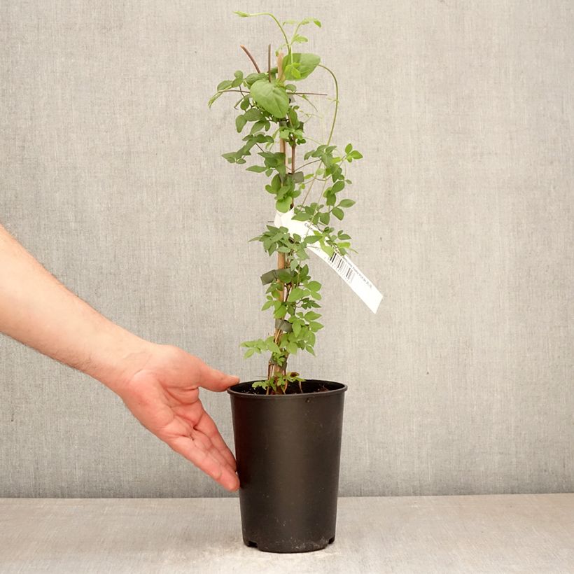 Amostra de Clematis viticella Welcome Home - Clematite Vaso de 2 L/3 L tal como entregue na primavera