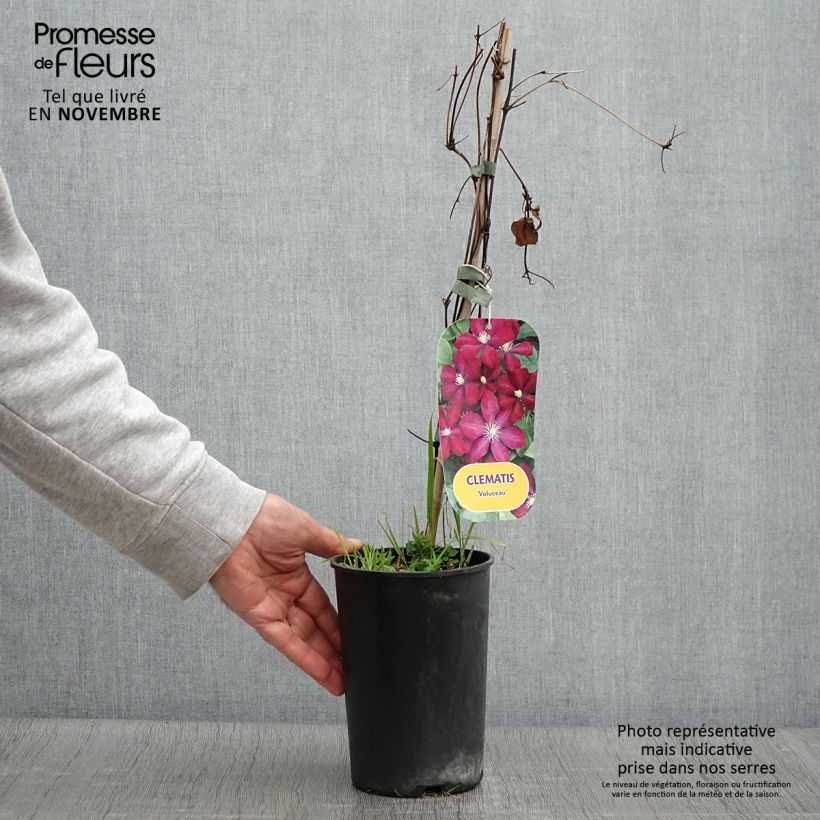 Amostra de Clematis Voluceau Vaso de 2 L/3 L tal como entregue no outono