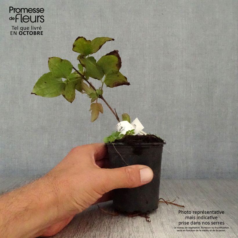 Amostra de Clematis Vyvyan Pennell Vaso de 8/9 cm tal como entregue no outono