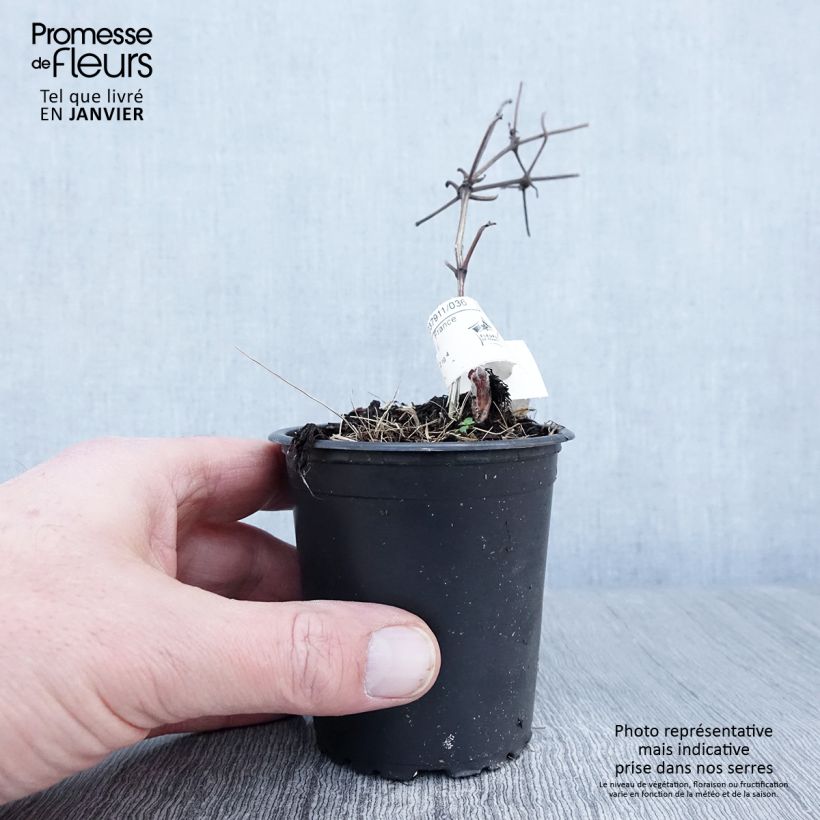 Amostra de Clematis Vyvyan Pennell Vaso de 8/9 cm tal como entregue no inverno