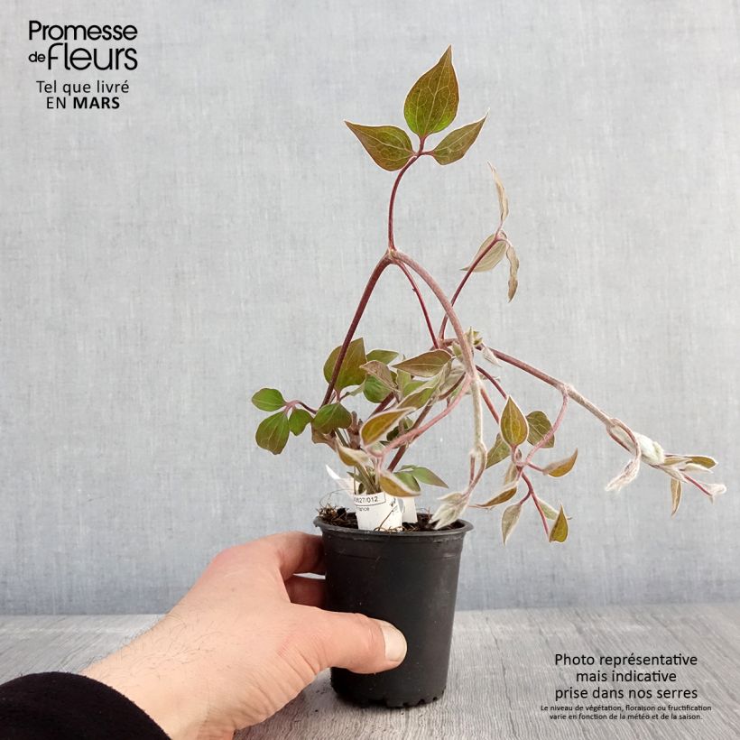 Amostra de Clematis Vyvyan Pennell Vaso de 8/9 cm tal como entregue na primavera