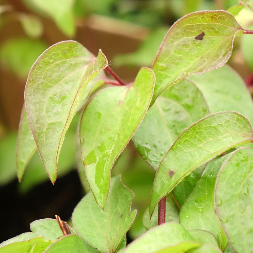 Clematis Vyvyan Pennell (Folhagem)