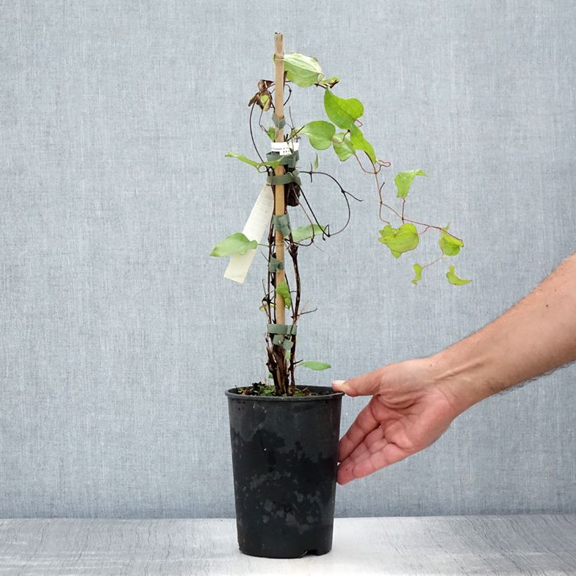 Amostra de Clematis Vyvyan Pennell Vaso de 2 L/3 L tal como entregue no verão