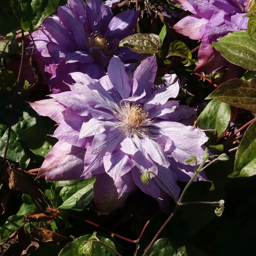 Clematis Vyvyan Pennell (Floração)