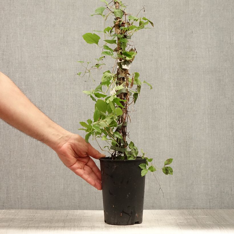 Amostra de Clematis White Pearl Vaso de 2 L/3 L tal como entregue no verão