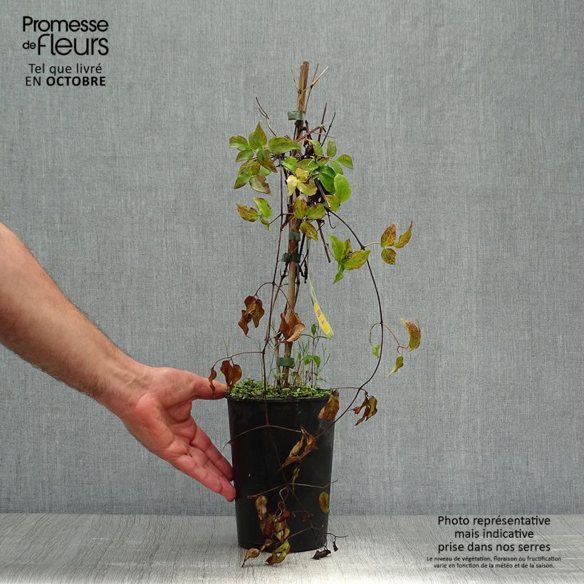 Amostra de Clematis Yukikomachi - Clematite de grandes flores Vaso de 2 L/3 L tal como entregue no outono