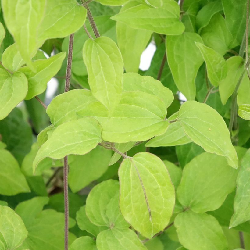 Clematis Yukikomachi (Folhagem)