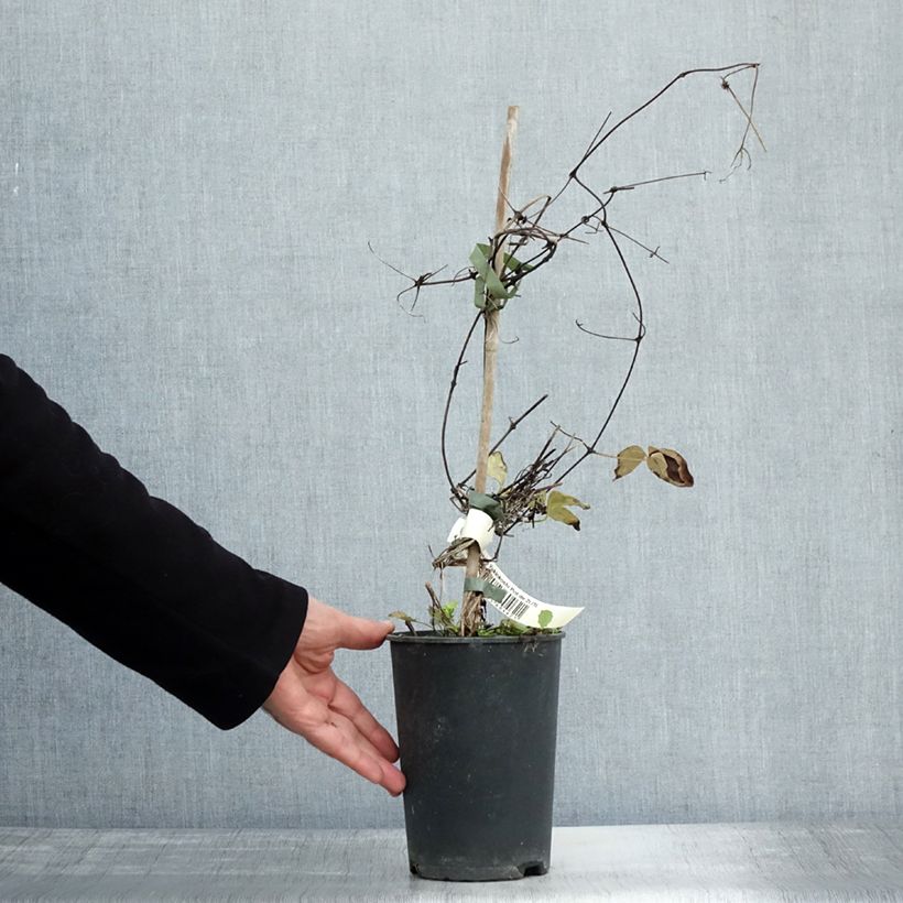 Amostra de Clematis Yukiokoshi Vaso de 2 L/3 L tal como entregue no outono
