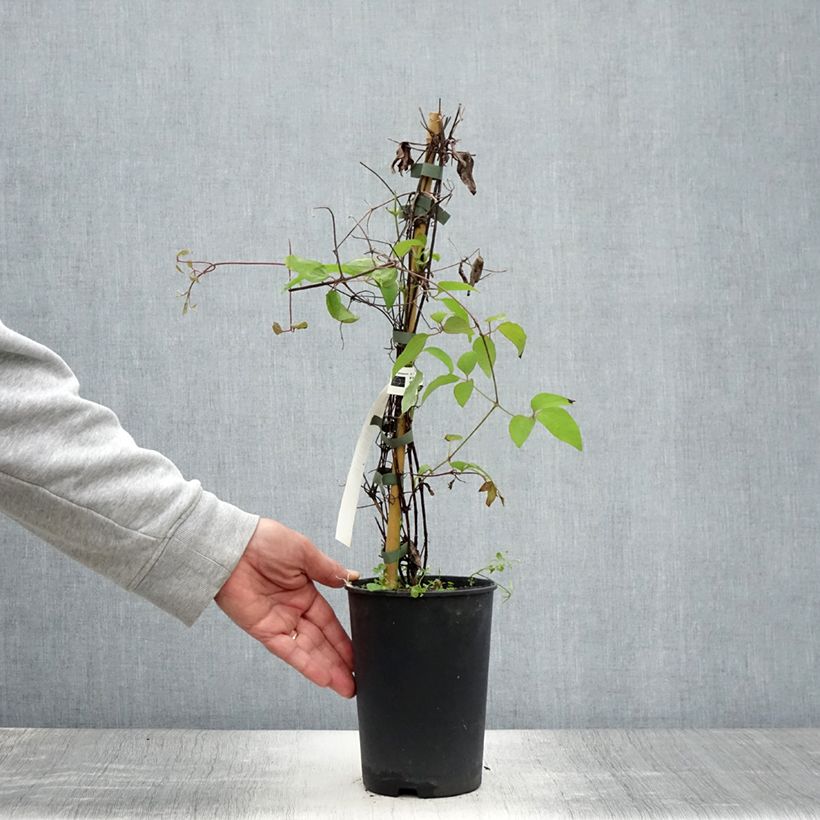 Amostra de Clematis Yukiokoshi Vaso de 2 L/3 L tal como entregue no verão