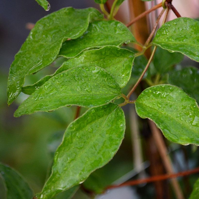 Clematis Dancing Dorien (Folhagem)