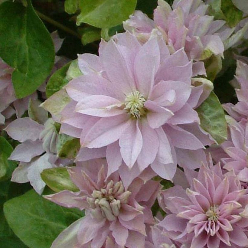Clematis Dancing Queen (Floração)
