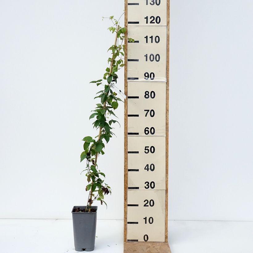 Amostra de Clematis Delphine Vaso de 2 L/3 L tal como entregue no outono
