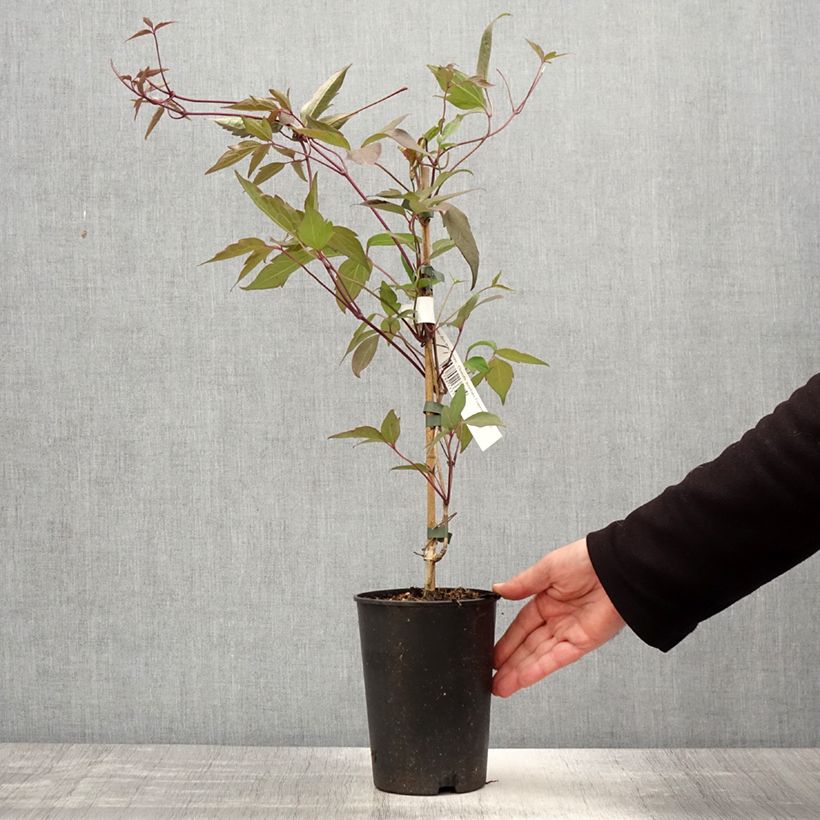 Amostra de Clematis montana Fragrant Spring Vaso de 1,5 L/2 L tal como entregue na primavera