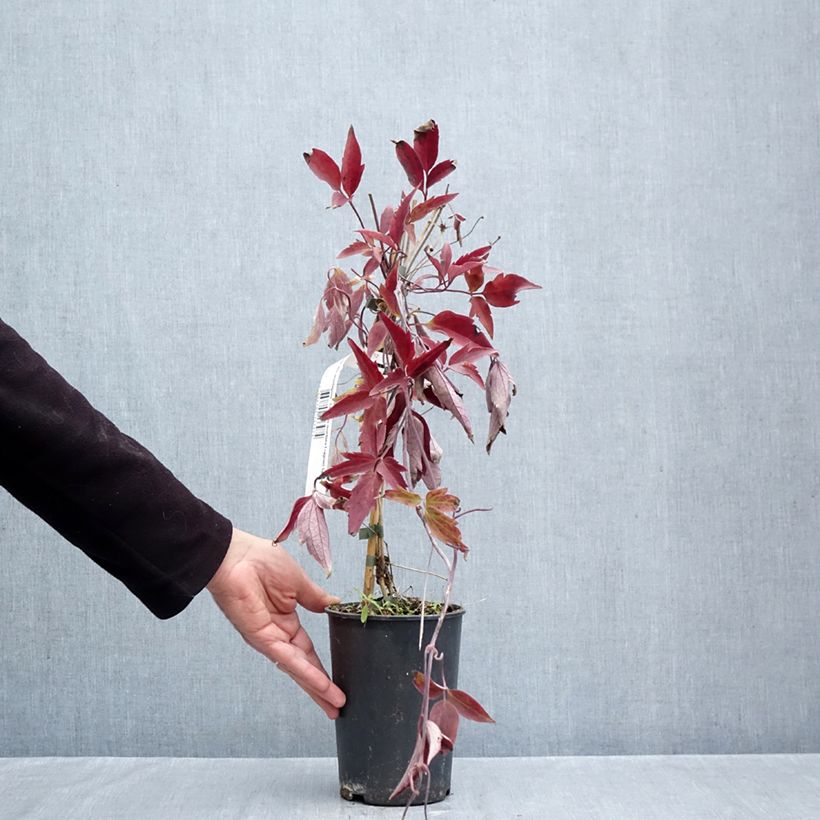 Amostra de Clematis montana Fragrant Spring Vaso de 1,5 L/2 L tal como entregue no outono