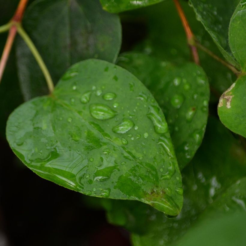 Clematis texensis Duchess of Albany (Folhagem)