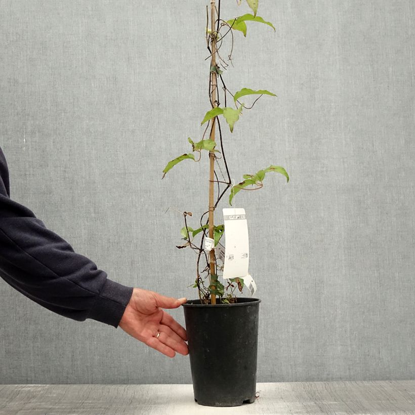 Amostra de Clematis Etoile de Malicorne Vaso de 2 L/3 L tal como entregue no verão