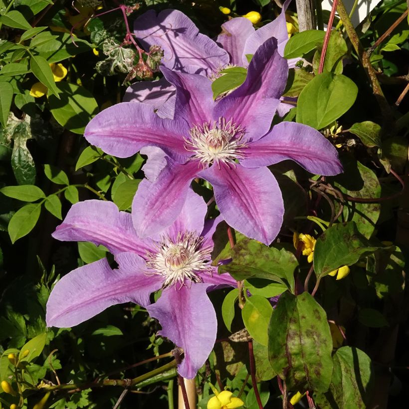 Clematis Etoile de Malicorne (Floração)