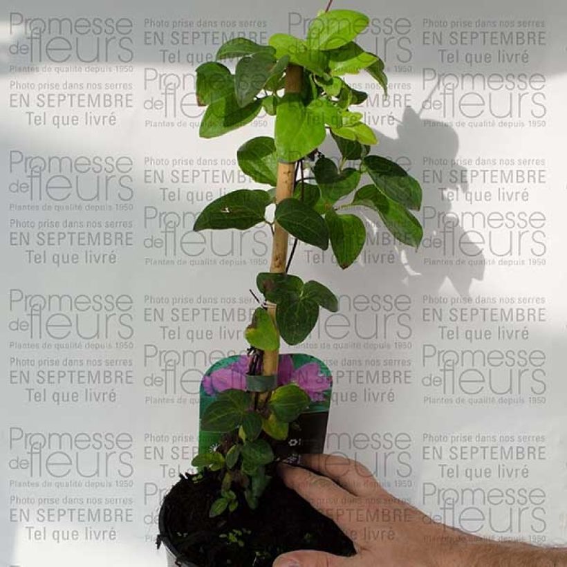 Exemplo de amostra de Clématite - Clematis Hanagurama Pot de 2L/3L tal como entregue