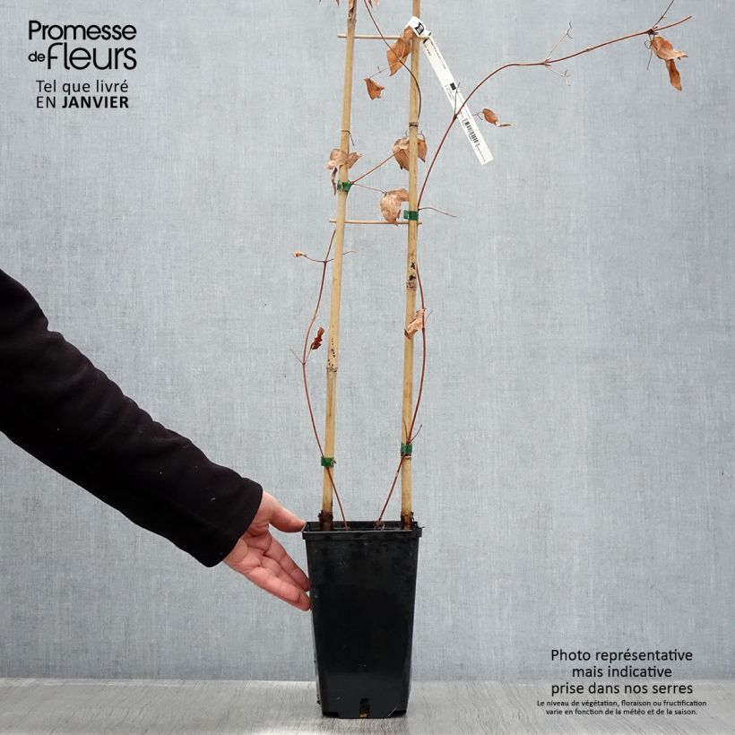 Amostra de Clématite Hayate Vaso de 2 L/3 L tal como entregue no inverno