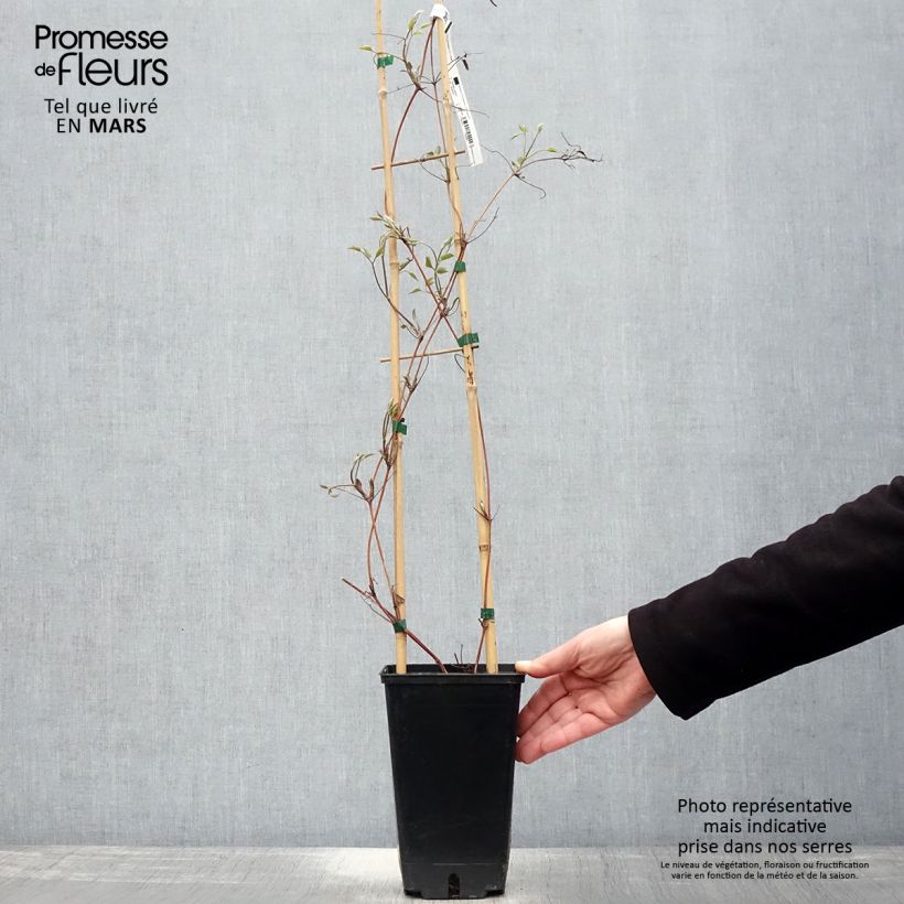 Amostra de Clematis Hayate Vaso de 2 L/3 L tal como entregue na primavera