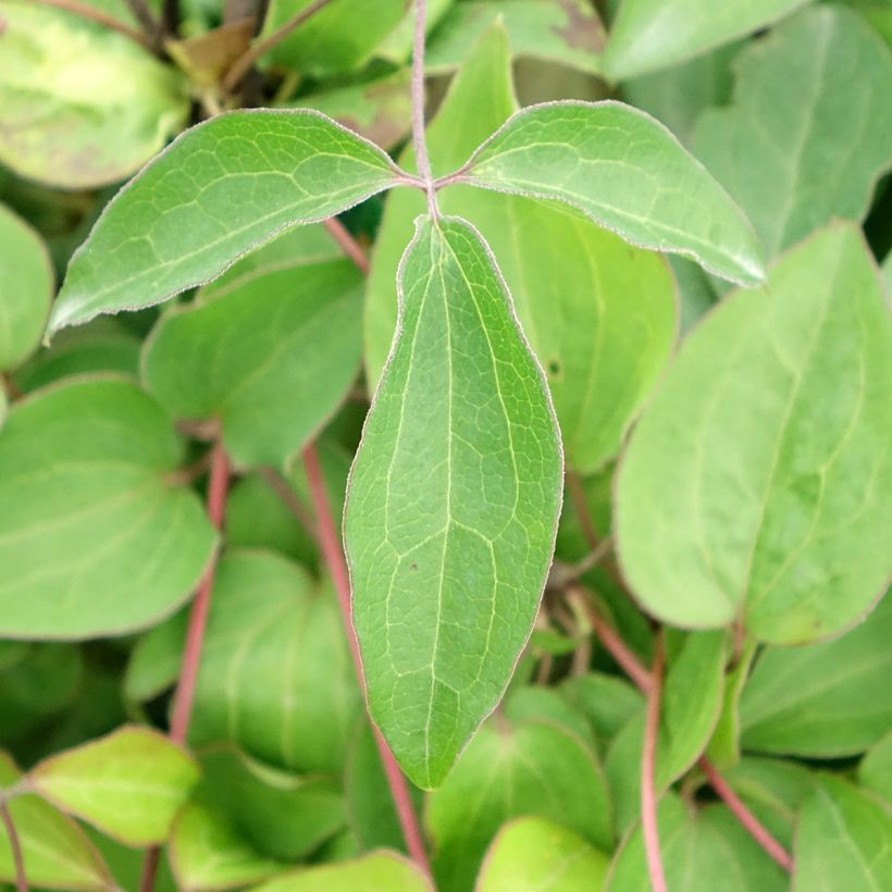 Clematis Henryi (Folhagem)