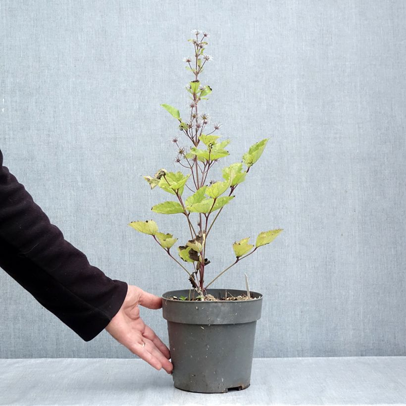 Amostra de Clematis heracleifolia China Purple Vaso de 2 L/3 L tal como entregue no outono