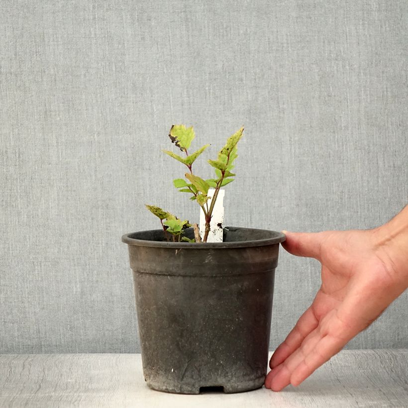 Amostra de Clematis heracleifolia China Purple Vaso de 2 L/3 L tal como entregue no verão