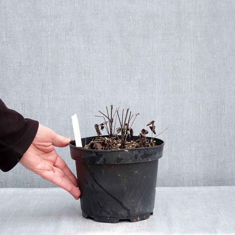 Amostra de Clematis heracleifolia China Purple Vaso de 2 L/3 L tal como entregue no inverno