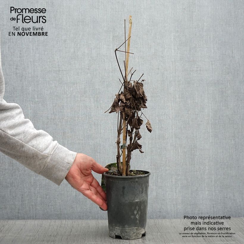 Amostra de Clematis heracleifolia Vaso de 2 L/3 L tal como entregue no outono