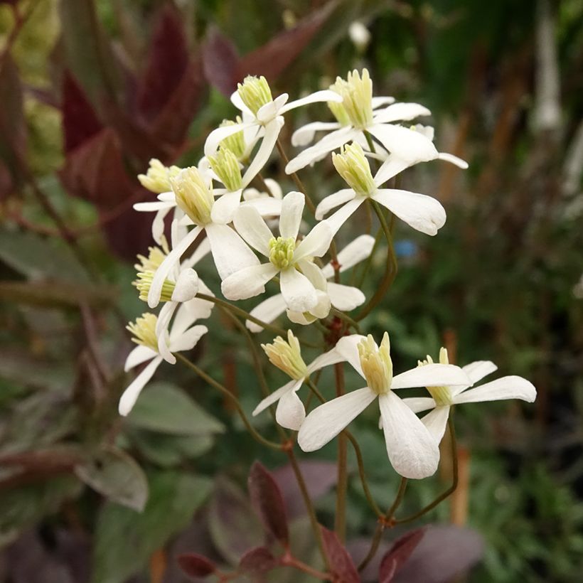 Clematis recta Purpurea (Floração)