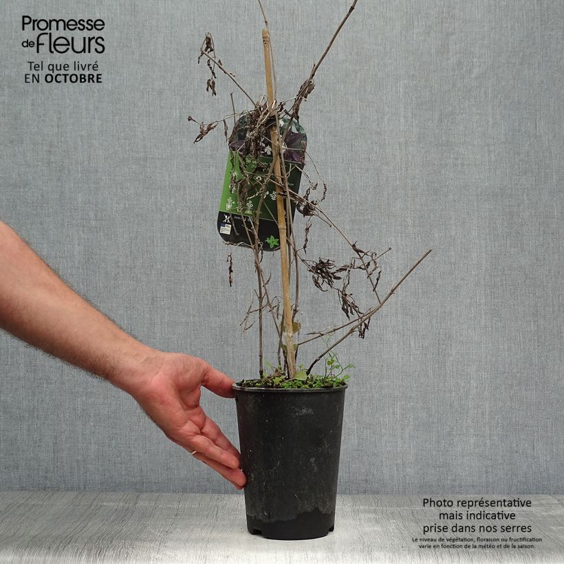Amostra de Clematis recta Purpurea Vaso de 2 L/3 L tal como entregue no outono