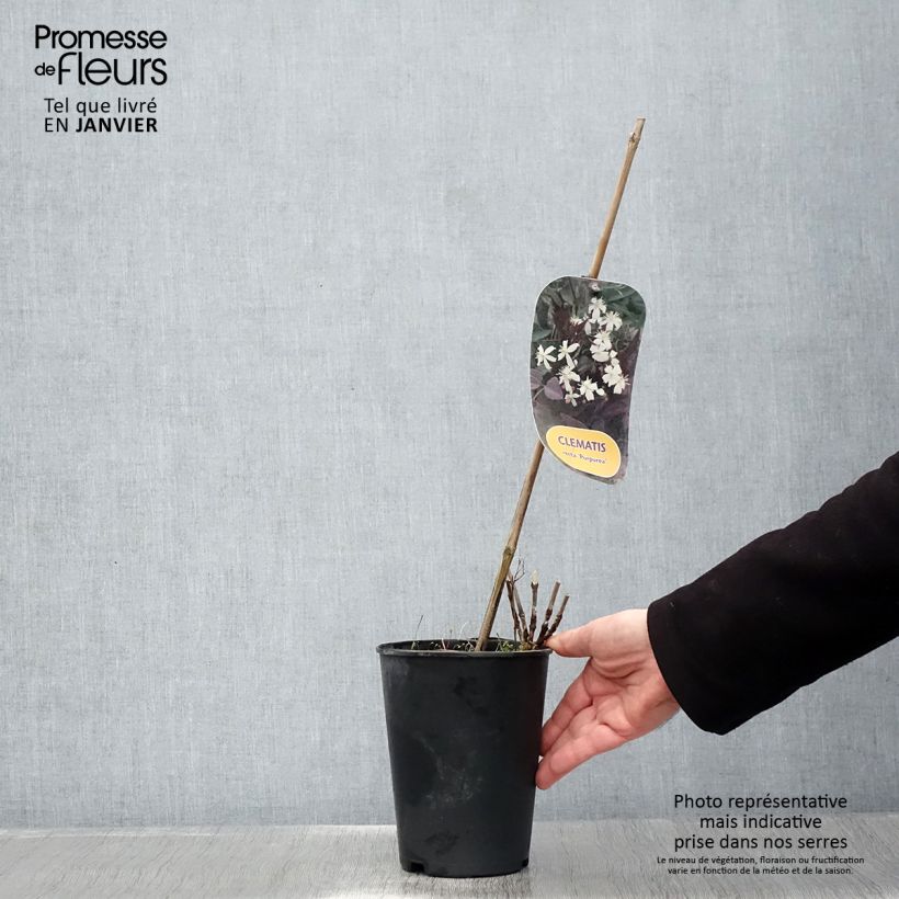 Amostra de Clematis recta Purpurea Vaso de 2 L/3 L tal como entregue no inverno