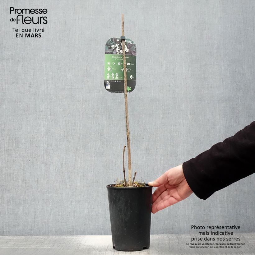 Amostra de Clematis recta Purpurea Vaso de 2 L/3 L tal como entregue na primavera