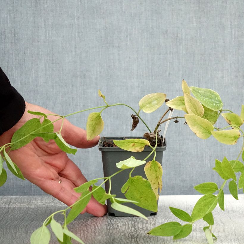 Amostra de Clematis recta Purpurea Vaso de 8/9 cm tal como entregue no outono