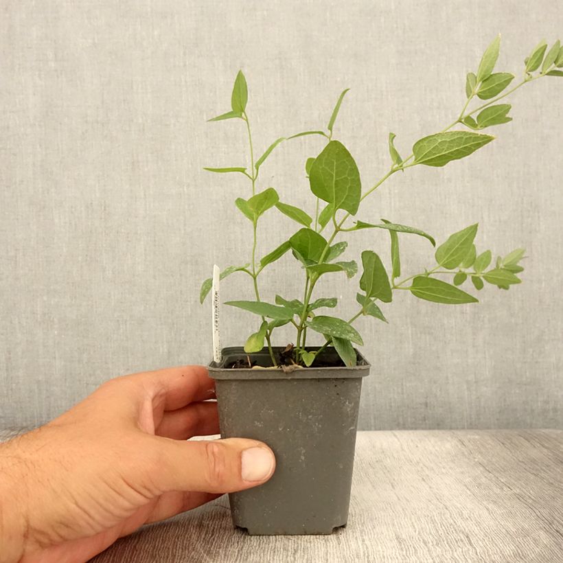 Amostra de Clematis recta Purpurea Vaso de 8/9 cm tal como entregue no verão